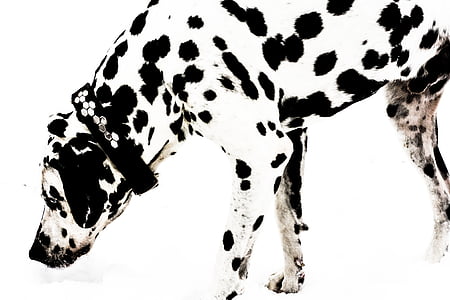dalmatian, dog, snow, bland and white, animal, black, white