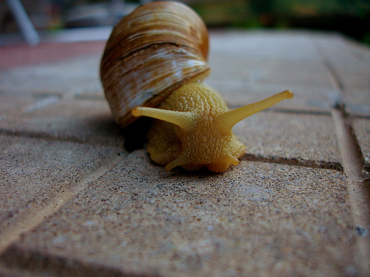 gastropod, makró, puhatestű, Shell, kagyló, nyálkás, csiga