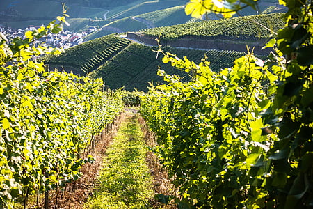 tanaman merambat, anggur, winegrowing, Grapevine, anggur, kebun anggur, Jerman