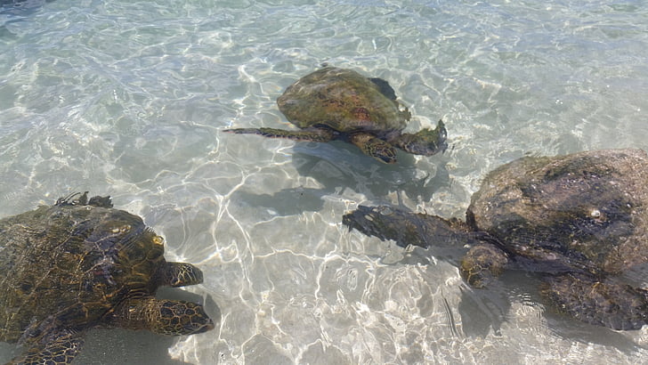 morska kornjača, na Havajima, Oahu, tajni plaže, oceana, kornjača, gmaz