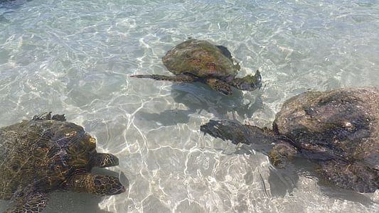 jūras bruņurupucis, Hawaii, Oahu, slepenā pludmale, okeāns, bruņurupucis, rāpulis