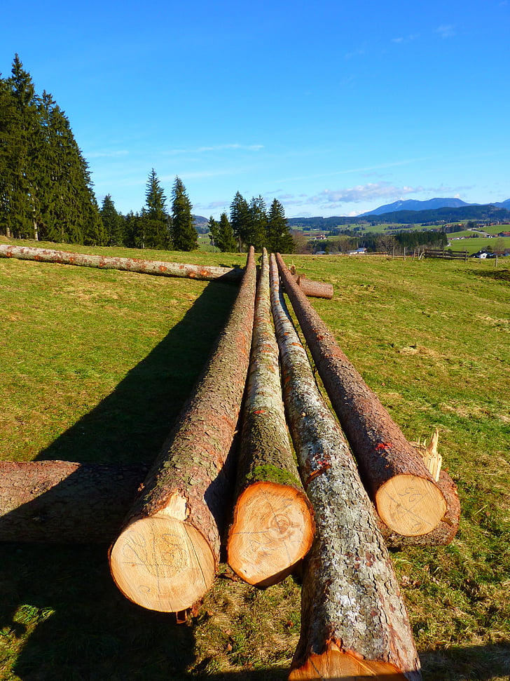 log, batang pohon, kayu, kayu, suku, kulit, bahan