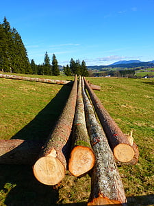 protokol, kmeny stromů, dřevo, dřevo, kmen, kůra, materiál
