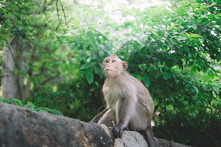 animal, mico, primats, arbre, vida silvestre, mamífer, Macaco