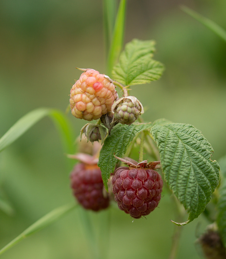 raspberry, fruit, fruits, red, berries, healthy, nature