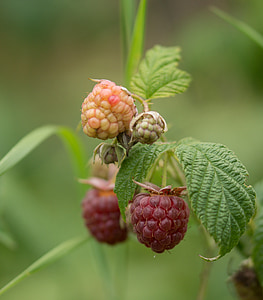 raspberry, fruit, fruits, red, berries, healthy, nature