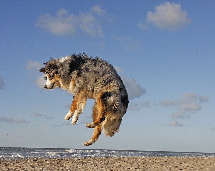 dog, beach, australian shepherd, jump, sea, coast