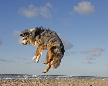 pes, Beach, avstralski ovčar, skok, morje, obala