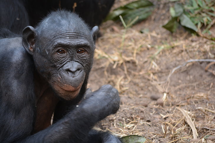 Lola ya bonobo, Demokratična republika Kongo, Kinshasa, Afrika, opica, narave, ponev