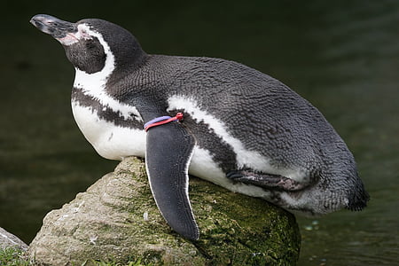 chim cánh cụt, chim cánh cụt Humboldt, con chim, nước chim, chim cánh cụt mắt kính, lông vũ, spheniscus humboldti