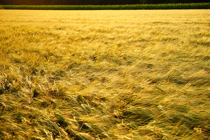 field, spike, grain, evening light, golden, gold, cereals