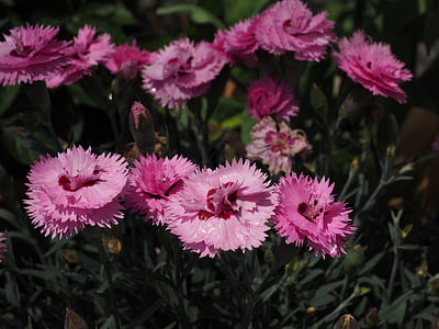 nelk, Nelipühi carnation, pinnate, roosa, Dianthus gratianopolitanus, Grenoble nelk, Rock nägele