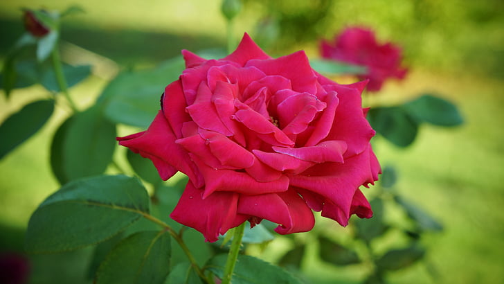 uma rosa, romance, beleza, aroma, -de-rosa, flor, rosas cor de rosa