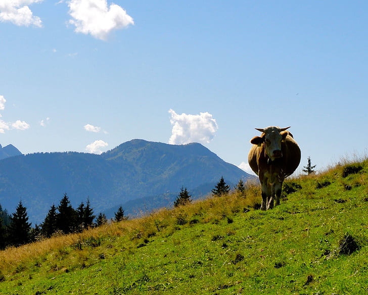 idyll, mountain, cow, nice weather, sky, blue, green grass
