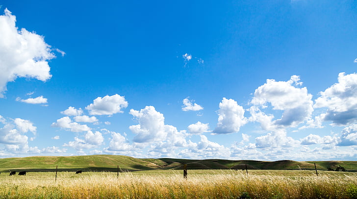 krajine, fotografija, pšenice, polje, modra, nebo, oblaki