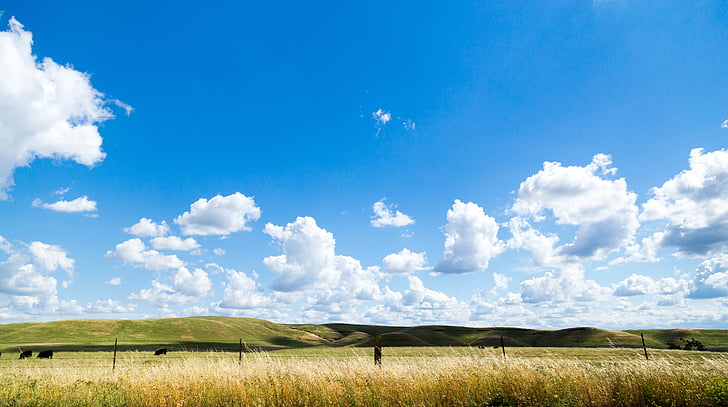 paesaggio, Foto, grano, campo, blu, cielo, nuvole