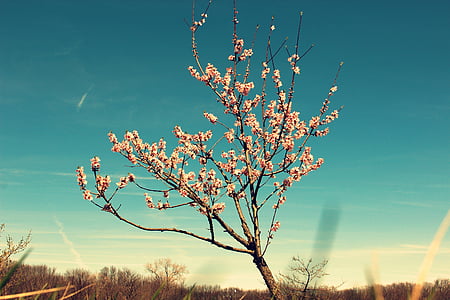 дерево, цвітіння, нирки, Весна, Природа, відділення, квітка