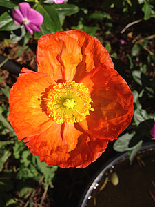 Poppy, bunga, Orange, Blossom