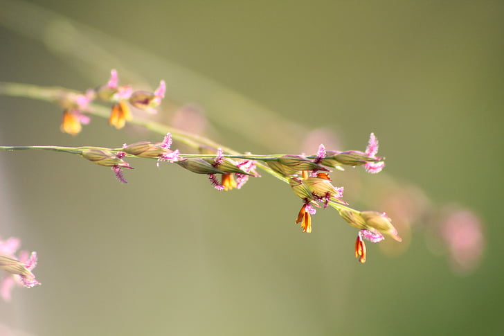 grasses, poaceae, nature, flowers, green, close, flower