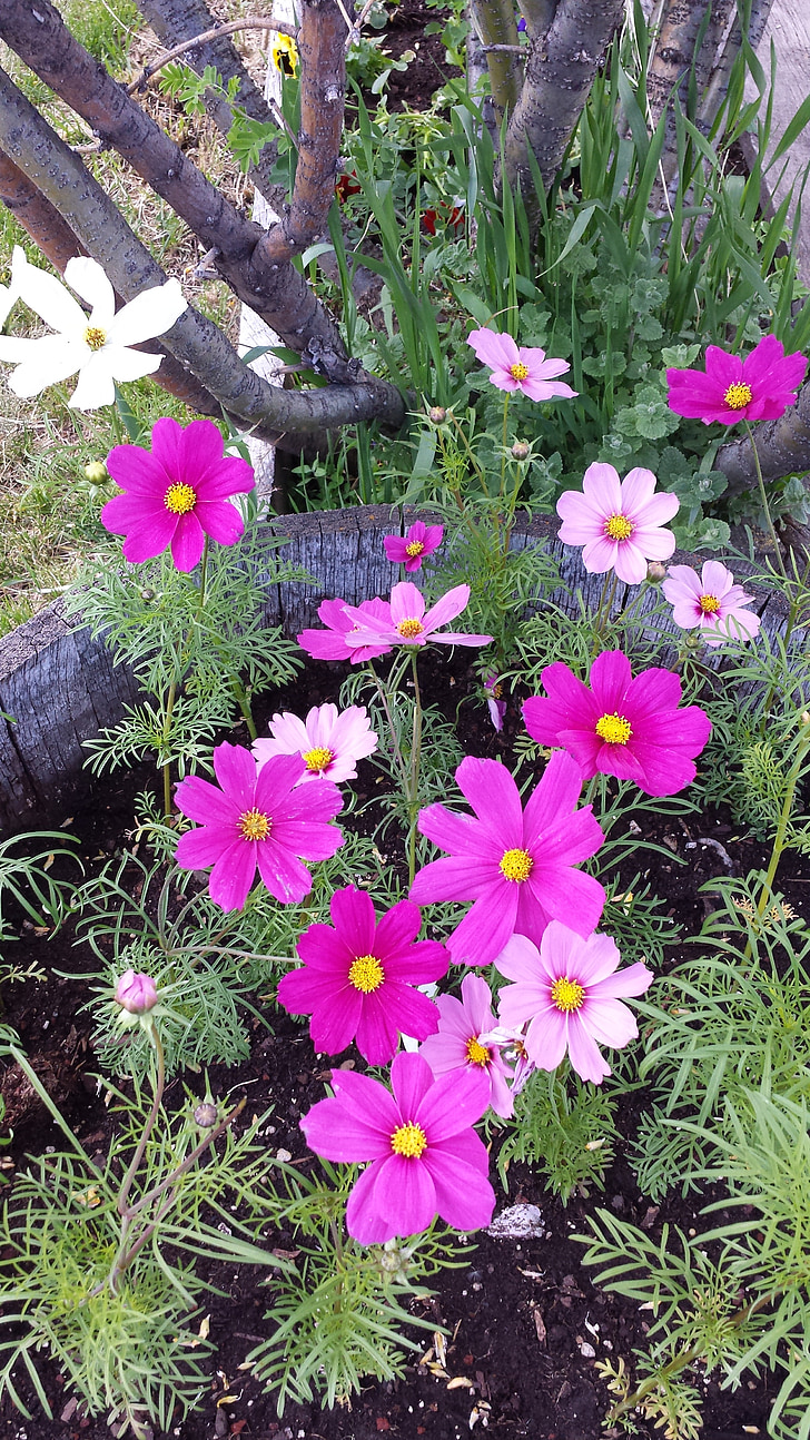 flores, flores de color rosa, primavera, jardín