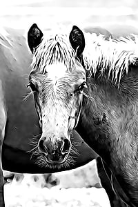 Digital, grafis, kuda, foal, surai, mata, menonton