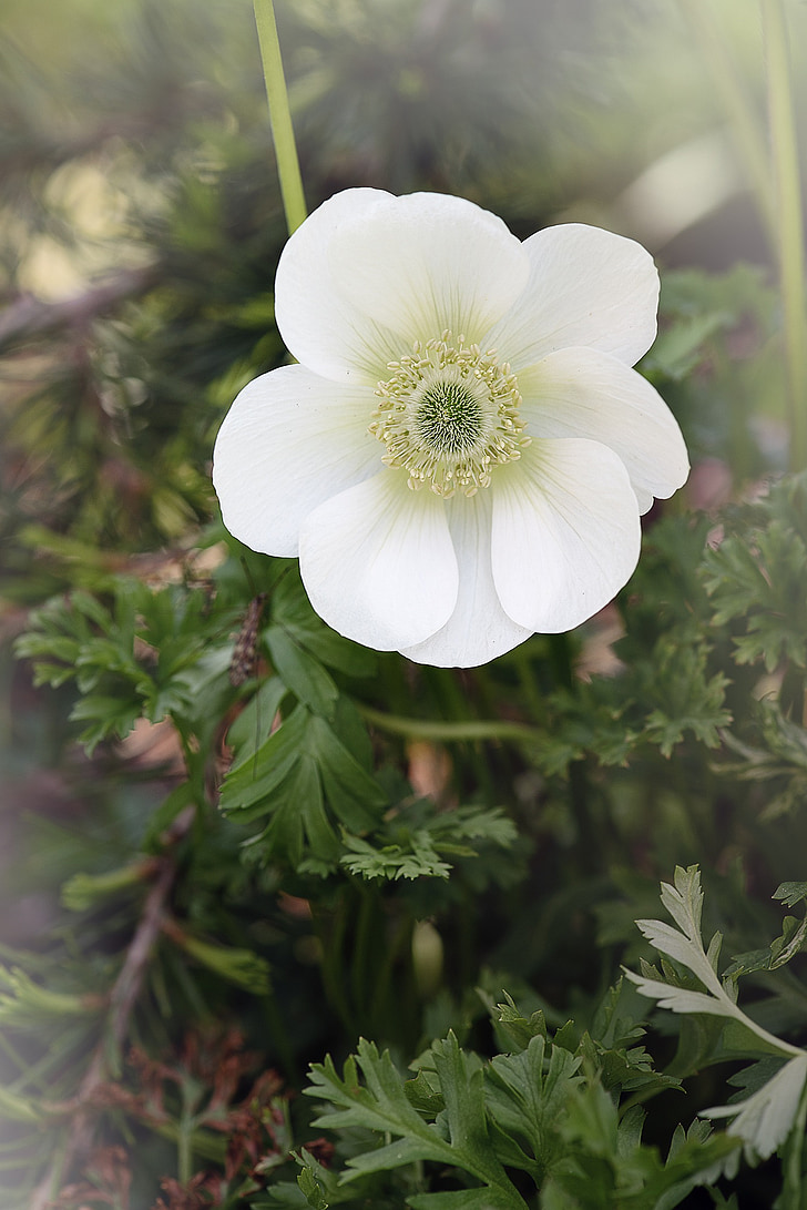 anemone, white, white anemone, blossom, bloom, white blossom, fog