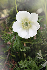 Anemone, valge, valge anemone, õis, Bloom, valge õis, udu
