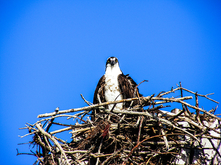 Estero illa, àguila peixatera, niu, ocells, close-up, Florida, natura