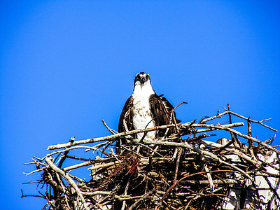 Estero island, Osprey, Nest, Vögel, schließen, Florida, Natur