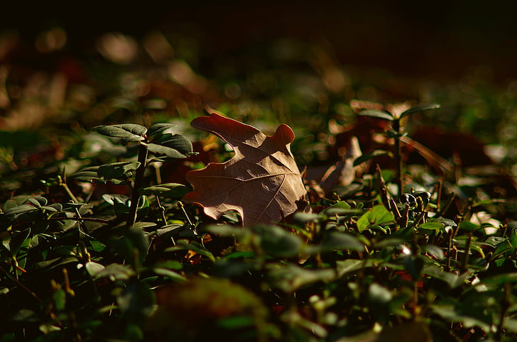 Есен, листа, природата, Есенна природа, Есенни листа, селективен фокус, растителна