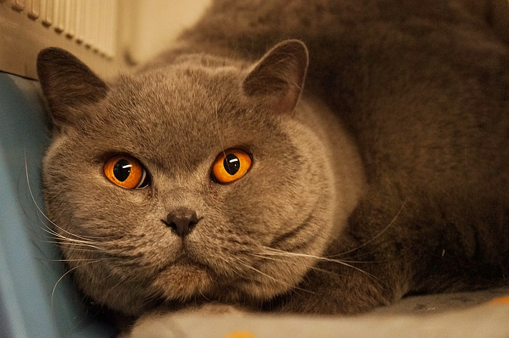 mačka, narančasta, siva