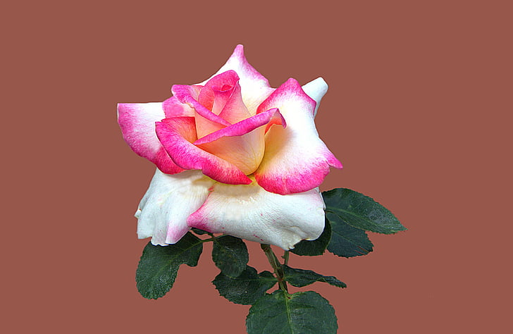 Floribunda, Rosengarten bad kissingen, rosa de la ciudad bad kissingen, jardín de rosas, Bad kissingen, flor color de rosa, cerrar