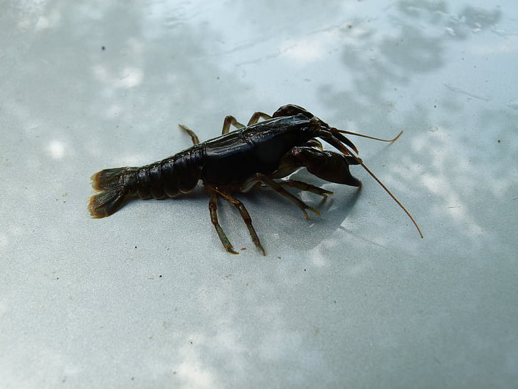 cambarus bartonii, crayfish, appalachian brook crayfish, crawfish, stream, nature