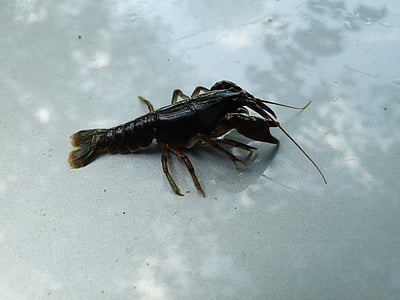 cambarus bartonii, Lobster, Lobster Appalachian brook, Crawfish, Stream, alam