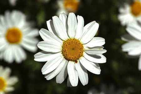 Daisy, vit, naturen, blomma, våren, sommar, levande färger
