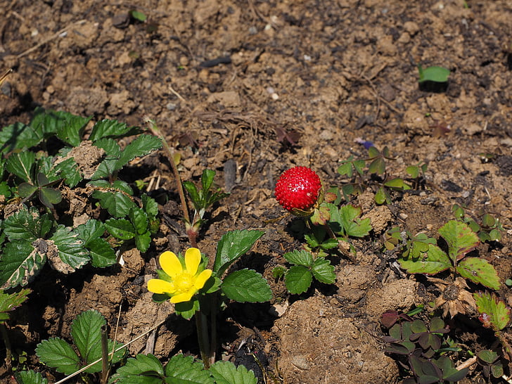 fraise translucide, fraise, Berry, rouge, indienne fraise translucide, Potentilla indica, plante ornementale