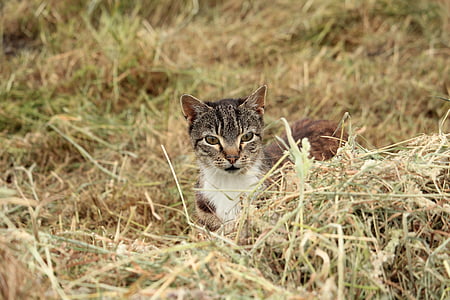 gato, caza, Lauer, hierba, naturaleza, ojos de gato, película de Mousehunt