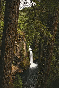 Cascade, barrträd, dagsljus, miljö, Evergreen, faller, skogen