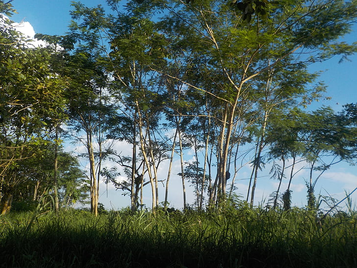 Amazon, Nariño port, Amazonas-Regenwald, Kolumbien, Landschaft