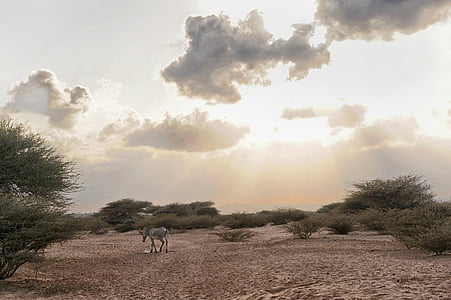 Džibutsko, Zebra, zvíře, volně žijící zvířata, obloha, mraky, krajina