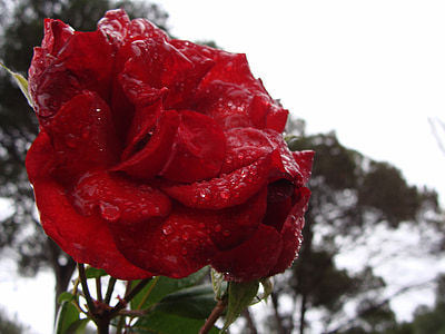 Rosa, bunga, alam, botani, Rocio, merah