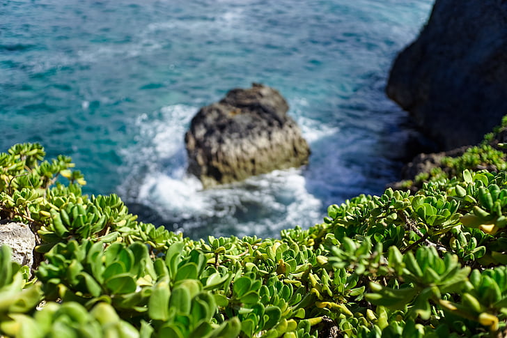 πράσινο, χυμώδεις, φυτό, κοντά σε:, σώμα, νερό, στη θάλασσα