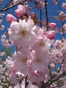 flor, floración, cerezo, rama, cielo, primavera