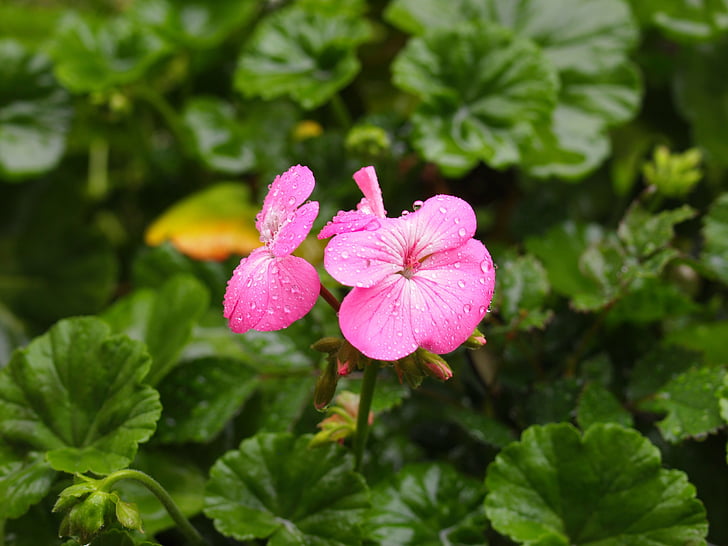 roz, flori, verde, picătură de apă, ploaie, poate, natura