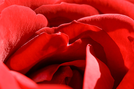 tõusis, punane, lill, Romantika, Armastus, õis, Valentine