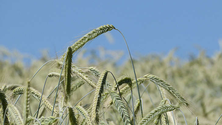 daba, graudu, kukurūzas laukā, mieži, lauksaimniecība, debesis, zila
