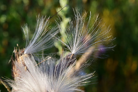 flying seeds, seeds, dandelion, pointed flower, close, faded, plant