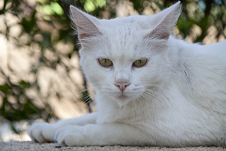кошка, Белый, Мех, Кошачий глаз, Животные, Mieze, Отдых
