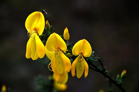 cytissus, vassoura, planta, amarelo, natureza, flor, close-up