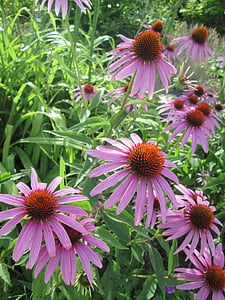 Coneflower, màu tím, Thiên nhiên, Sân vườn, nở, Hoa